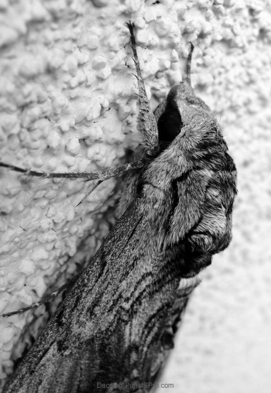 Isn't the head interesting? Very alien-like.