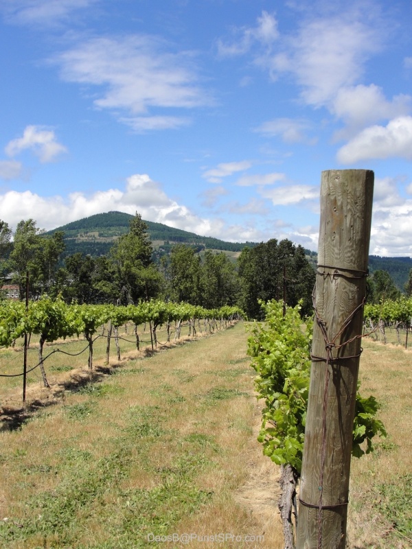 Grapes maturing on the vine.