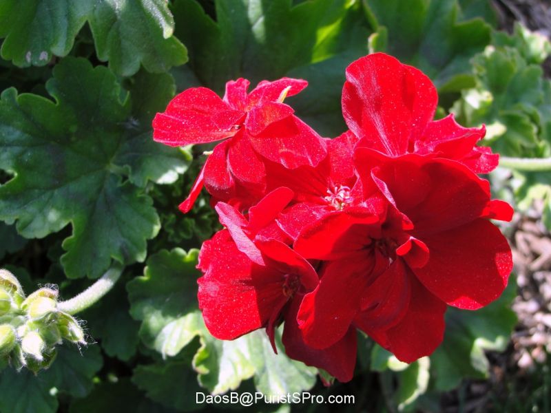 Red geraniums.
