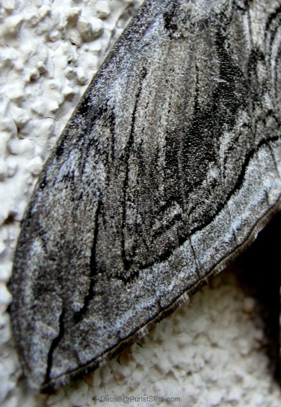 The wing pattern reminds me of damascus steel.