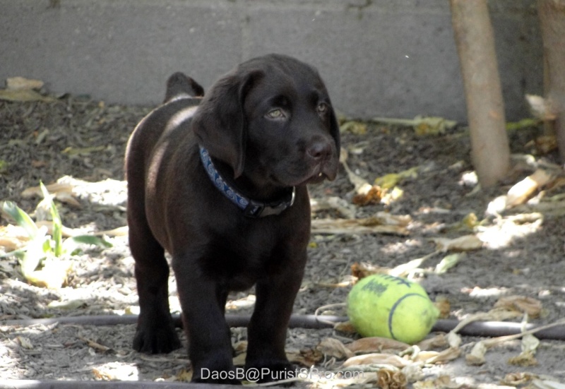 Chunky chocolate.