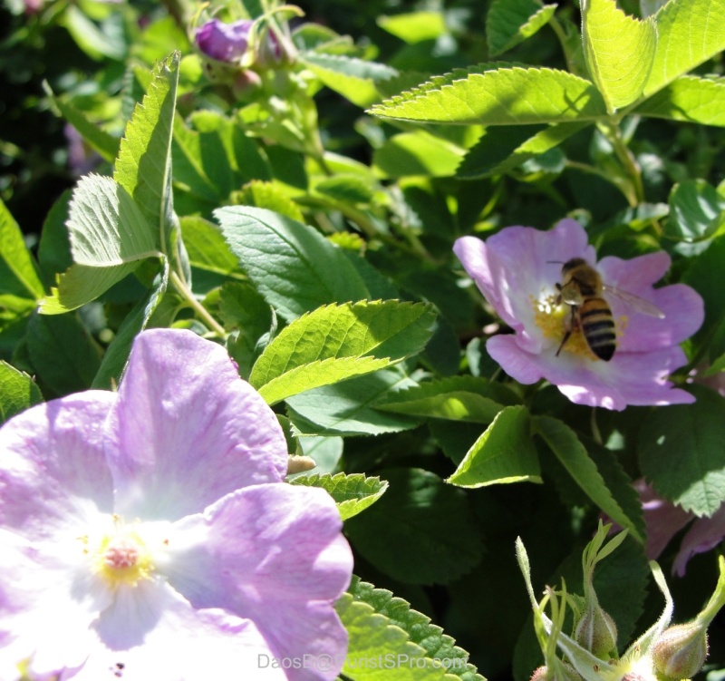 Even the bees seem happy!