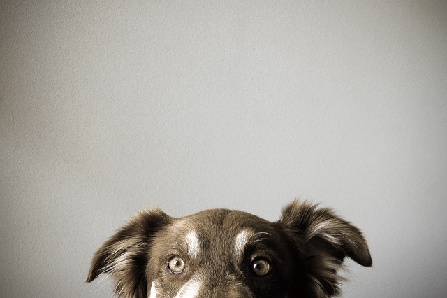 Peek a boo